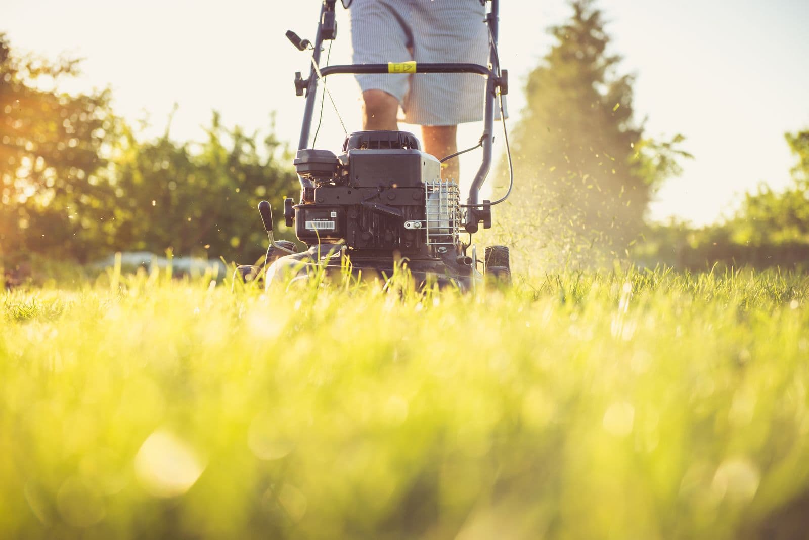 Before: a plain grass lawn being mown in the golden evening light