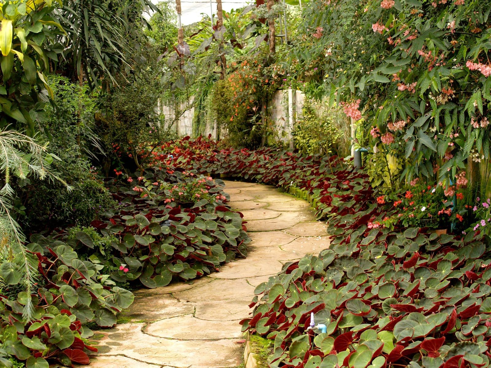 A garden path lined with dense, layered plantings