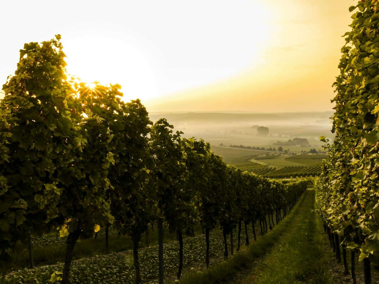 Sunrise over vineyard rows